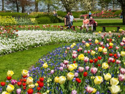 Die Tulpen - Das Wahrzeichen der Niederlande